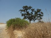 Enlarge photo 71