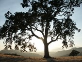 Enlarge photo 34
