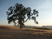 Enlarge photo 49