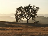 Enlarge photo 71
