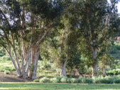 Enlarge photo 55