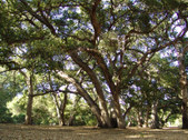 CHATSWORTH PARK NORTH