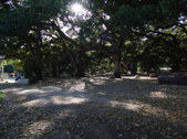 Enlarge photo 80