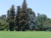 LACY PARK