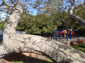Enlarge photo 54