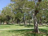 VETERANS PARK