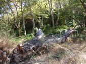 Enlarge photo 75