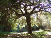 Enlarge photo 83