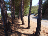 Enlarge photo 85