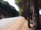 Enlarge photo 93