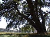 Enlarge photo 64