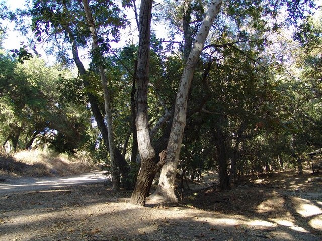 GOLDEN OAK RANCH (DISNEY RANCH)