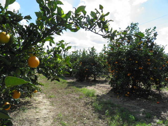 Orange Groves
