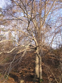 Enlarge photo 22