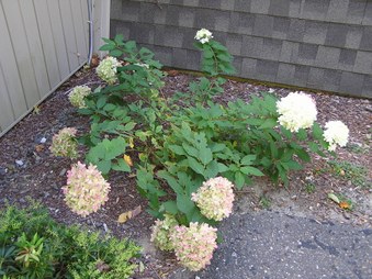 Enlarge photo 27