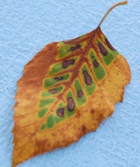 Enlarge photo 9