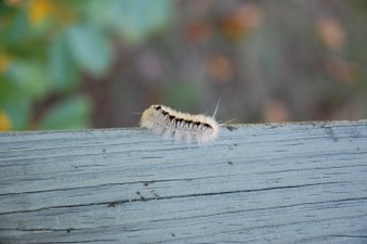 Enlarge photo 18