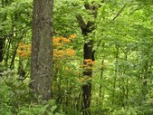 Enlarge photo 49