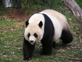 DC & National Zoo (Pandas)