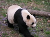 Enlarge photo 37