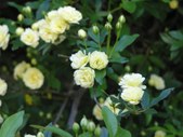 Duke Gardens 2005