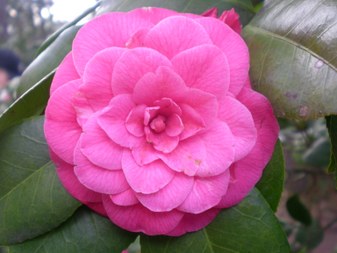 Duke Gardens 2008