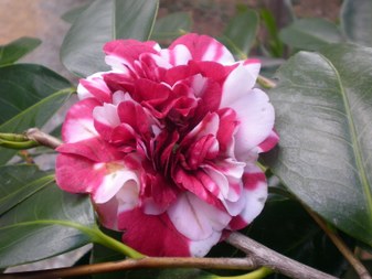 Enlarge photo 5