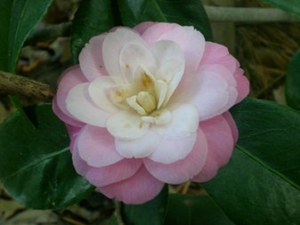 Enlarge photo 11