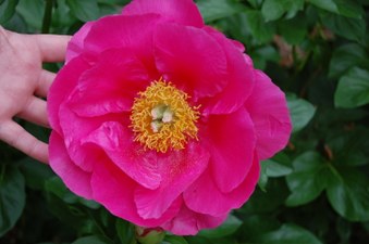 Enlarge photo 29