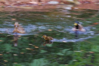 Enlarge photo 36