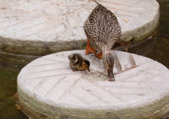 Enlarge photo 35