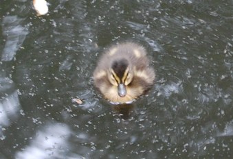Enlarge photo 37