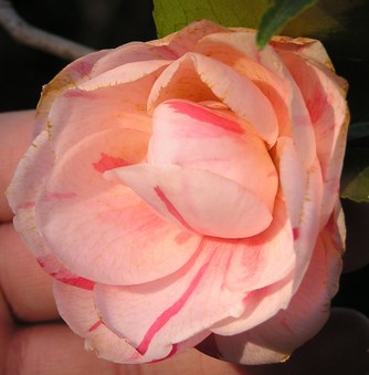 Enlarge photo 21