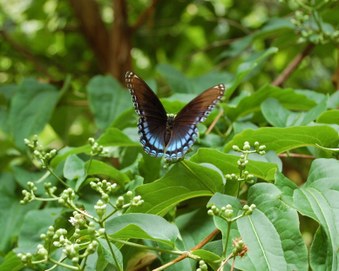 Enlarge photo 37