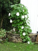 Enlarge photo 92