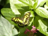 Enlarge photo 43
