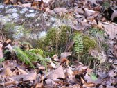 Enlarge photo 29