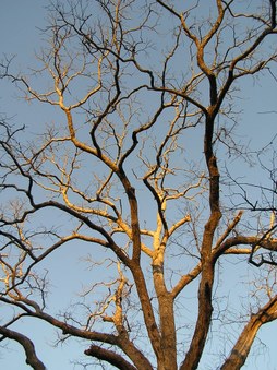 Enlarge photo 38