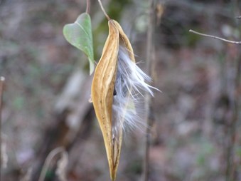 Enlarge photo 41