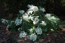 Enlarge photo 113