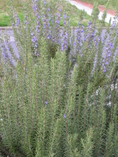 Enlarge photo 33