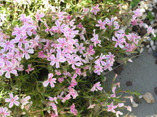 Enlarge photo 53