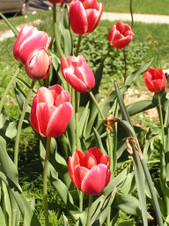 Enlarge photo 54