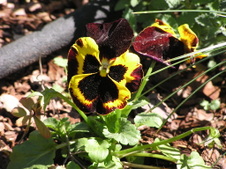 Enlarge photo 56