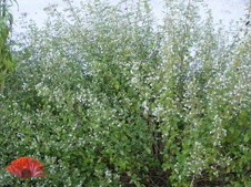 Enlarge photo 19