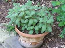 Enlarge photo 23