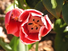 Enlarge photo 59