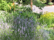 Enlarge photo 85