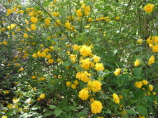 Enlarge photo 62