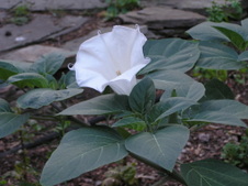 Enlarge photo 93